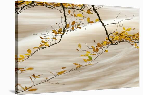 Common Beech (Fagus sylvatica) close-up of leaves in autumn colour, Conwy-Andrew Mason-Stretched Canvas