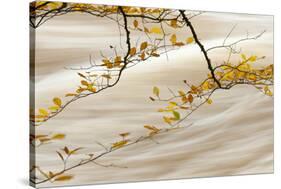 Common Beech (Fagus sylvatica) close-up of leaves in autumn colour, Conwy-Andrew Mason-Stretched Canvas