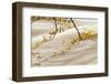 Common Beech (Fagus sylvatica) close-up of leaves in autumn colour, Conwy-Andrew Mason-Framed Photographic Print