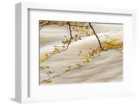 Common Beech (Fagus sylvatica) close-up of leaves in autumn colour, Conwy-Andrew Mason-Framed Photographic Print