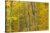 Common Beech (Fagus Sylvatica) Woodland in Autumn, Cairngorms National Park, Scotland, UK, October-Mark Hamblin-Stretched Canvas