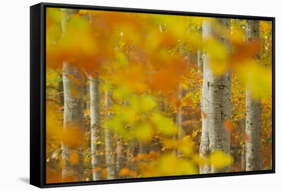 Common Beech (Fagus Sylvatica) Woodland in Autumn, Cairngorms National Park, Scotland, UK, October-Mark Hamblin-Framed Stretched Canvas