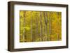 Common Beech (Fagus Sylvatica) Woodland in Autumn, Cairngorms National Park, Scotland, UK, October-Mark Hamblin-Framed Photographic Print