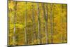 Common Beech (Fagus Sylvatica) Woodland in Autumn, Cairngorms National Park, Scotland, UK, October-Mark Hamblin-Mounted Photographic Print