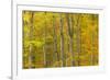 Common Beech (Fagus Sylvatica) Woodland in Autumn, Cairngorms National Park, Scotland, UK, October-Mark Hamblin-Framed Photographic Print