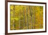 Common Beech (Fagus Sylvatica) Woodland in Autumn, Cairngorms National Park, Scotland, UK, October-Mark Hamblin-Framed Photographic Print