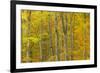 Common Beech (Fagus Sylvatica) Woodland in Autumn, Cairngorms National Park, Scotland, UK, October-Mark Hamblin-Framed Photographic Print