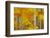 Common Beech (Fagus Sylvatica) Woodland in Autumn, Cairngorms National Park, Scotland, UK, October-Mark Hamblin-Framed Photographic Print