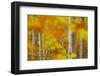 Common Beech (Fagus Sylvatica) Woodland in Autumn, Cairngorms National Park, Scotland, UK, October-Mark Hamblin-Framed Photographic Print