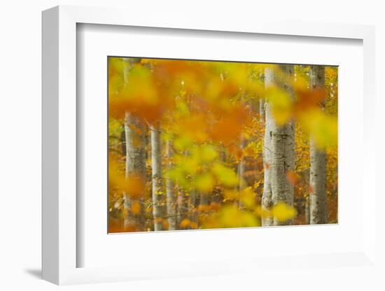 Common Beech (Fagus Sylvatica) Woodland in Autumn, Cairngorms National Park, Scotland, UK, October-Mark Hamblin-Framed Photographic Print