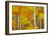 Common Beech (Fagus Sylvatica) Woodland in Autumn, Cairngorms National Park, Scotland, UK, October-Mark Hamblin-Framed Photographic Print