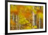 Common Beech (Fagus Sylvatica) Woodland in Autumn, Cairngorms National Park, Scotland, UK, October-Mark Hamblin-Framed Photographic Print