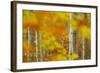 Common Beech (Fagus Sylvatica) Woodland in Autumn, Cairngorms National Park, Scotland, UK, October-Mark Hamblin-Framed Photographic Print