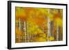 Common Beech (Fagus Sylvatica) Woodland in Autumn, Cairngorms National Park, Scotland, UK, October-Mark Hamblin-Framed Photographic Print