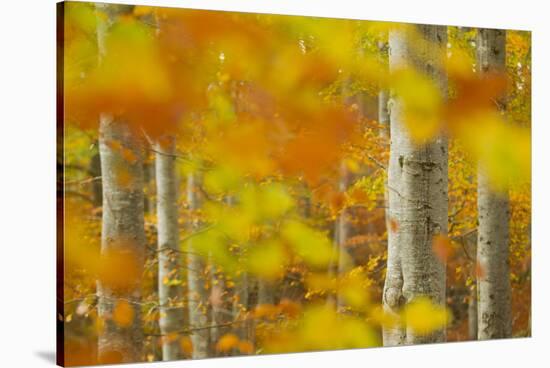 Common Beech (Fagus Sylvatica) Woodland in Autumn, Cairngorms National Park, Scotland, UK, October-Mark Hamblin-Stretched Canvas