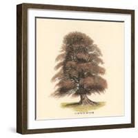 Common Beech-Samuel Williams-Framed Art Print