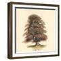 Common Beech-Samuel Williams-Framed Art Print