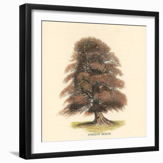 Common Beech-Samuel Williams-Framed Art Print