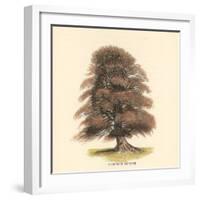 Common Beech-Samuel Williams-Framed Art Print