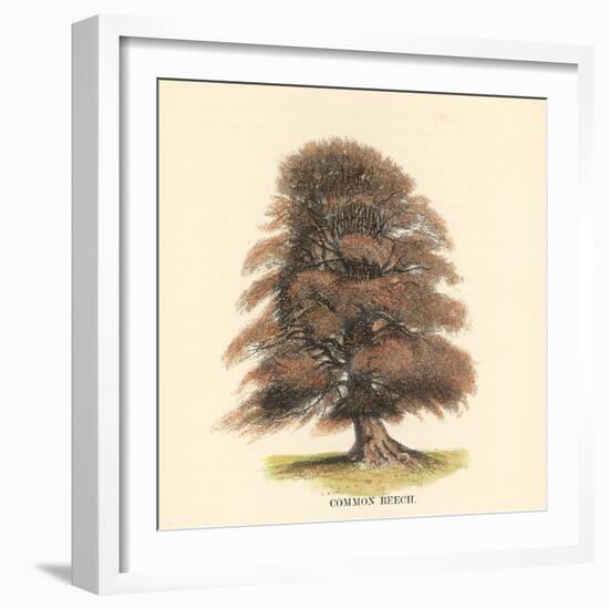 Common Beech-Samuel Williams-Framed Art Print