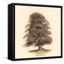 Common Beech-Samuel Williams-Framed Stretched Canvas