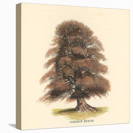 Common Beech-Samuel Williams-Stretched Canvas