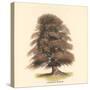 Common Beech-Samuel Williams-Stretched Canvas