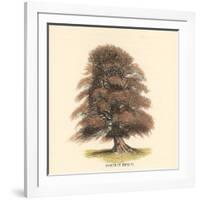 Common Beech-Samuel Williams-Framed Art Print