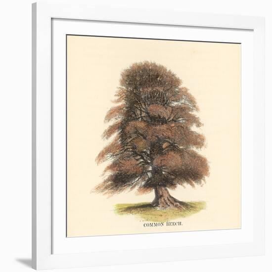 Common Beech-Samuel Williams-Framed Art Print