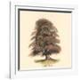 Common Beech-Samuel Williams-Framed Art Print