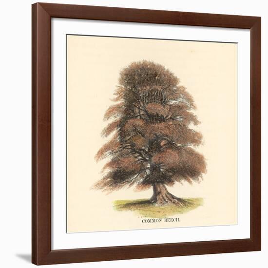 Common Beech-Samuel Williams-Framed Art Print