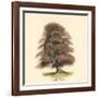 Common Beech-Samuel Williams-Framed Art Print