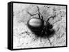 Common Beetle-null-Framed Stretched Canvas