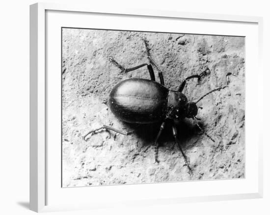 Common Beetle-null-Framed Photographic Print