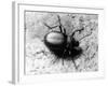 Common Beetle-null-Framed Photographic Print