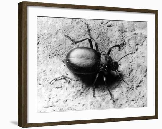 Common Beetle-null-Framed Photographic Print