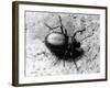 Common Beetle-null-Framed Photographic Print