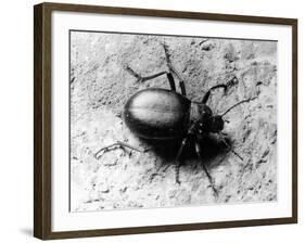 Common Beetle-null-Framed Photographic Print