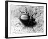 Common Beetle-null-Framed Photographic Print