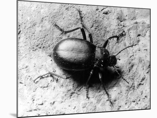 Common Beetle-null-Mounted Photographic Print