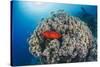 Common Bigeye (Priacanthus Hamrur), Sheltering Next to Coral Reef, Ras Mohammed National Park-Mark Doherty-Stretched Canvas