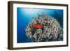 Common Bigeye (Priacanthus Hamrur), Sheltering Next to Coral Reef, Ras Mohammed National Park-Mark Doherty-Framed Photographic Print