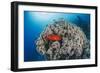 Common Bigeye (Priacanthus Hamrur), Sheltering Next to Coral Reef, Ras Mohammed National Park-Mark Doherty-Framed Photographic Print