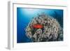 Common Bigeye (Priacanthus Hamrur), Sheltering Next to Coral Reef, Ras Mohammed National Park-Mark Doherty-Framed Photographic Print