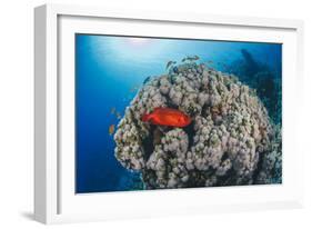 Common Bigeye (Priacanthus Hamrur), Sheltering Next to Coral Reef, Ras Mohammed National Park-Mark Doherty-Framed Photographic Print