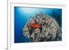 Common Bigeye (Priacanthus Hamrur), Sheltering Next to Coral Reef, Ras Mohammed National Park-Mark Doherty-Framed Photographic Print