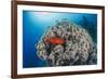 Common Bigeye (Priacanthus Hamrur), Sheltering Next to Coral Reef, Ras Mohammed National Park-Mark Doherty-Framed Photographic Print