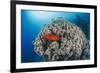 Common Bigeye (Priacanthus Hamrur), Sheltering Next to Coral Reef, Ras Mohammed National Park-Mark Doherty-Framed Photographic Print