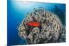 Common Bigeye (Priacanthus Hamrur), Sheltering Next to Coral Reef, Ras Mohammed National Park-Mark Doherty-Mounted Photographic Print