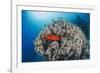 Common Bigeye (Priacanthus Hamrur), Sheltering Next to Coral Reef, Ras Mohammed National Park-Mark Doherty-Framed Photographic Print